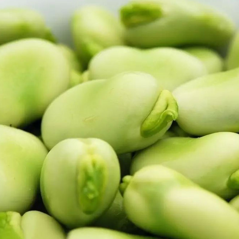 Broad Bean 