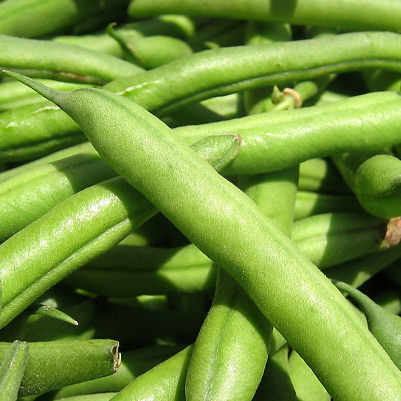 Green bean 