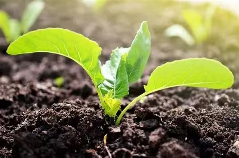 科技赋能:蔬菜种植进入“数字时代”